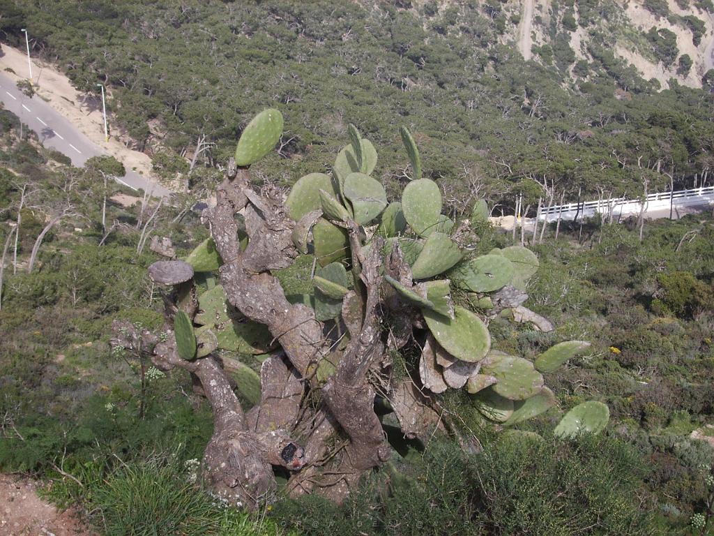 ORAN SANTA CRUZ (129).jpg - DIGITAL IMAGE 